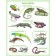 Dinosaurs and other reptiles. Elena Kachur