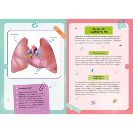 Interactive children's encyclopedia with magnets "Human Body" (in the box)-8