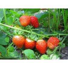 Strawberry Garden hope, P9 pot, 1 pc, summer 2024