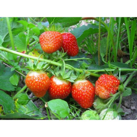 Strawberry Garden hope, P9 pot, 1 pc, summer 2024