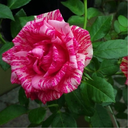 Seedling rose "Pink Intoiishn", tube, spring 2025