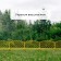 Decorative fence, 35 × 220 cm, 5 sections, plastic, yellow, Romanika, Greengo