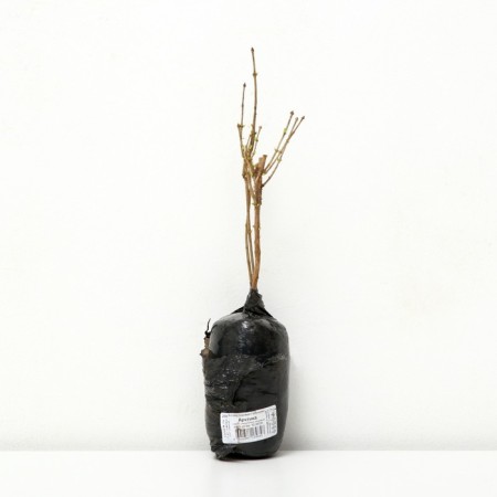 Jasmine Sadovy (Monaure) "Arctic", 1 pc, tube, spring 2025-1