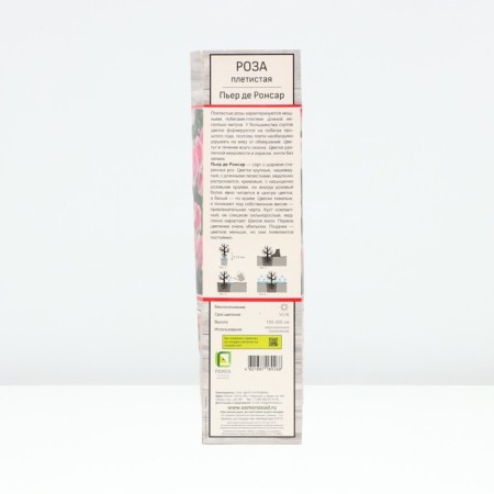 Seedling rose Plesy "Pierre de Ronsar", tube, 1 pc, spring 2025-1