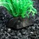 Artificial aquarium plant, 3 x 9 cm, green