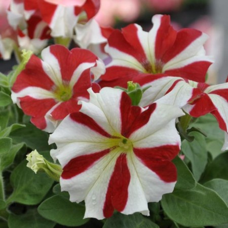 Flowers of Petunia Flows Large Tango Tango Red Star 1000 pcs