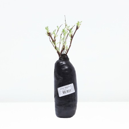 Lapceta shrubby (Northern Garden series) "Mount Everest", 1 pc, tube, spring 2025-2