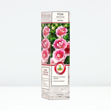 Seedling rose Plesy "Caesar", tube, 1 pc, spring 2025
