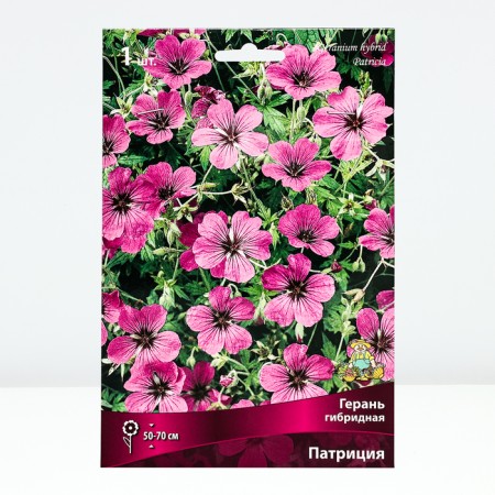 Herana hybrid patricia, rr I, 1 pc, spring 2025-1