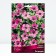 Herana hybrid patricia, rr I, 1 pc, spring 2025