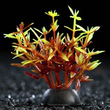 Artificial aquarium plant, 2.5 x 5 cm, red-green