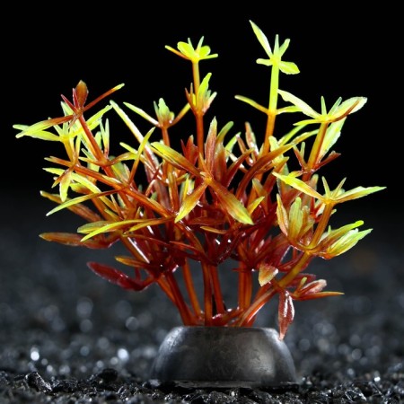 Artificial aquarium plant, 2.5 x 5 cm, red-green
