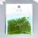 Glass beads 6/0 "matte translucent. Coniferous" 30 g