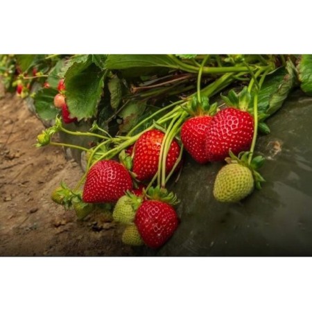 Strawberries Frigoro Valiant (9-15 mm), p9 pot