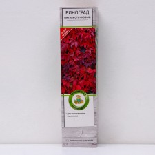 Виноград пятилисточковый (Партеноциссус), 1 шт, туба, Весна 2024