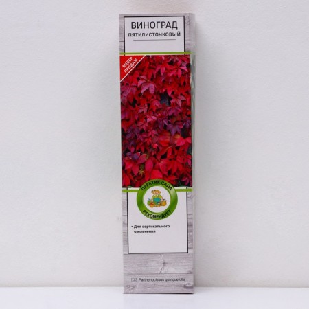 Five -leaf grapes (parthenocussus), 1 pc, tube, spring 2024