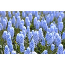 Muscari Negrutum Babiz Bref, 7/8 rr, 10 pcs, 15-21 h (cm), autumn 2024