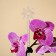 Support for orchids, h = 44 cm, plastic, transparent, mix