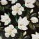 Glossy packaging paper "Magnolia", 70 x 100 cm