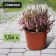 Pot for seedlings, 1.56 l, d = 16 cm, h = 13 cm, terracotta, Greengo