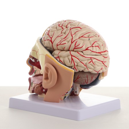 Model "Human Head" collapsible, 20x20x15cm-2