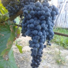 Grapes seedling 