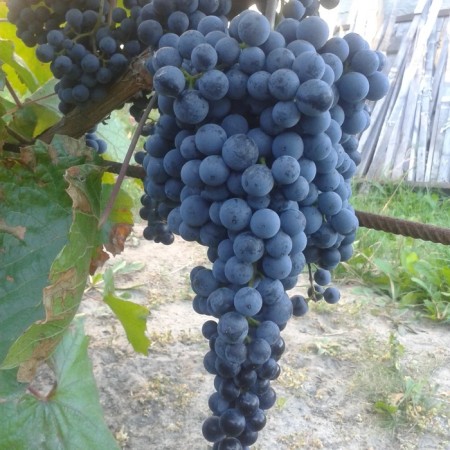 Grapes seedling "Black Potapenko Kishmish", tube, spring 2025