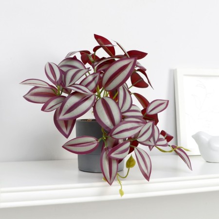 Bonsai in the pot "Tradescantia Galant" 7.5x17 cm