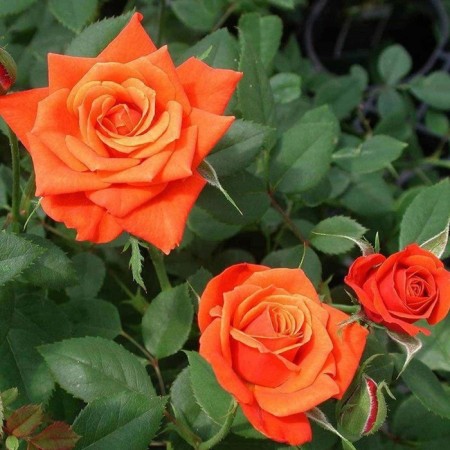 Seedling rose soil -cover "miniature Orinj", tube, 1 pc, spring 2025