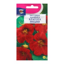 Seeds of flowers nasturtium 