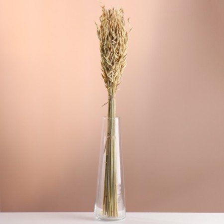 Set of dried flowers "oats", banch length 60-65 (+/- 6 cm), natural