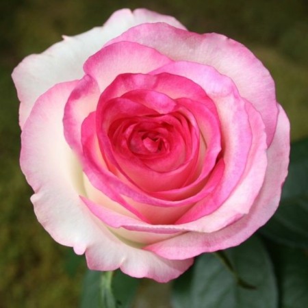 Dolce rose seedling Vita Spring 2024, 1 pc.