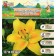 Lilia Asian Kashpo "Abbeville’s Pride", rr 12/14, 2 pcs, spring 2024