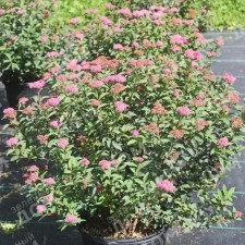 Japanese spirea 