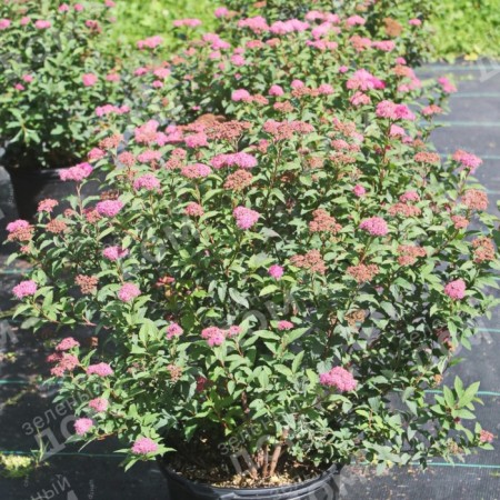 Japanese spirea "Superstar", P9 pot, summer 2024
