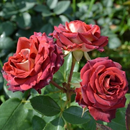 Seedling rose spray "Tiramisu", tube, 1 pc, spring 2025