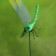 STETER "Dragonfly Sendy" 14x9cm/45cm, set 6pcs, mix