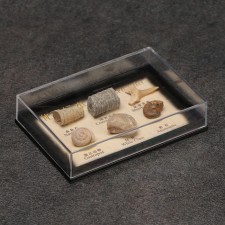 Ammonite set