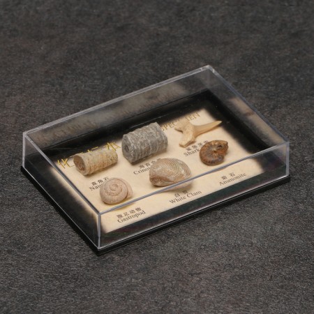 Ammonite set