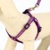 Set "Star Bones", leash 120 x 1 cm, fire 23-35 cm, purple