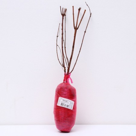 Anthogue honeysuckle (Northern Garden series) "Aurora", 1 pc, tube, spring 2025-2