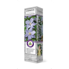 Clematis large -flowered 