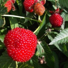 Raspberry Strawberry (Tibetan), tube, 1 pc, spring 2025