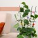 Clips for plants "strawberries", set of 10 pcs., Mix, Greengo