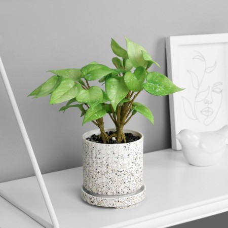 Bonsai in the pot "Singonium premium" (soft sheet) 15x7 cm, mix-2