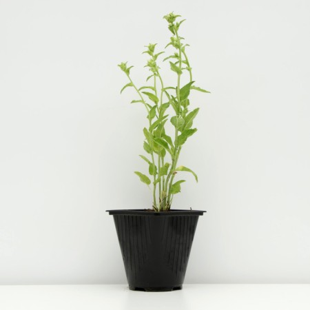 Boof bell "Schneecron", pot C2, 1 pc, Spring 2024-1