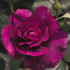 Seedling rose 