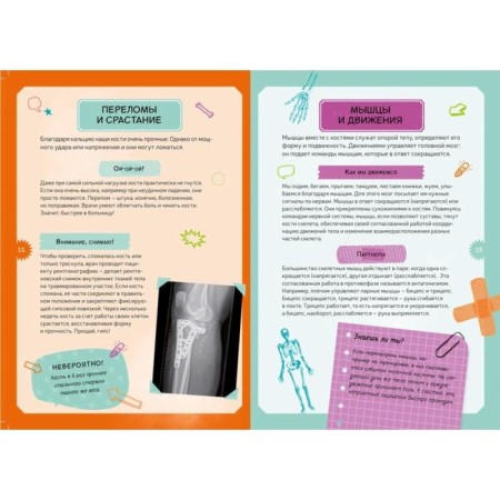 Interactive children's encyclopedia with magnets "Human Body" (in the box)-5