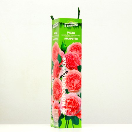 Waterfish seedling "Amaretto", 1 pc, spring 2024-1