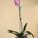 Support for orchids, h = 44 cm, plastic, turquoise, mix